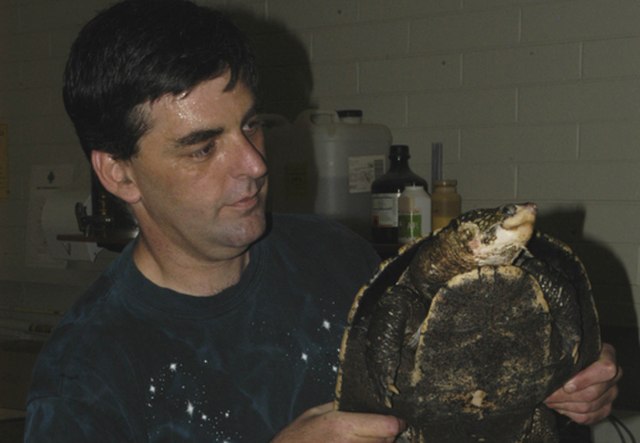 White-throated Snapping Turtle (Elseya albagula) Faendalimas, CC BY-SA 3.0, via Wikimedia Commons