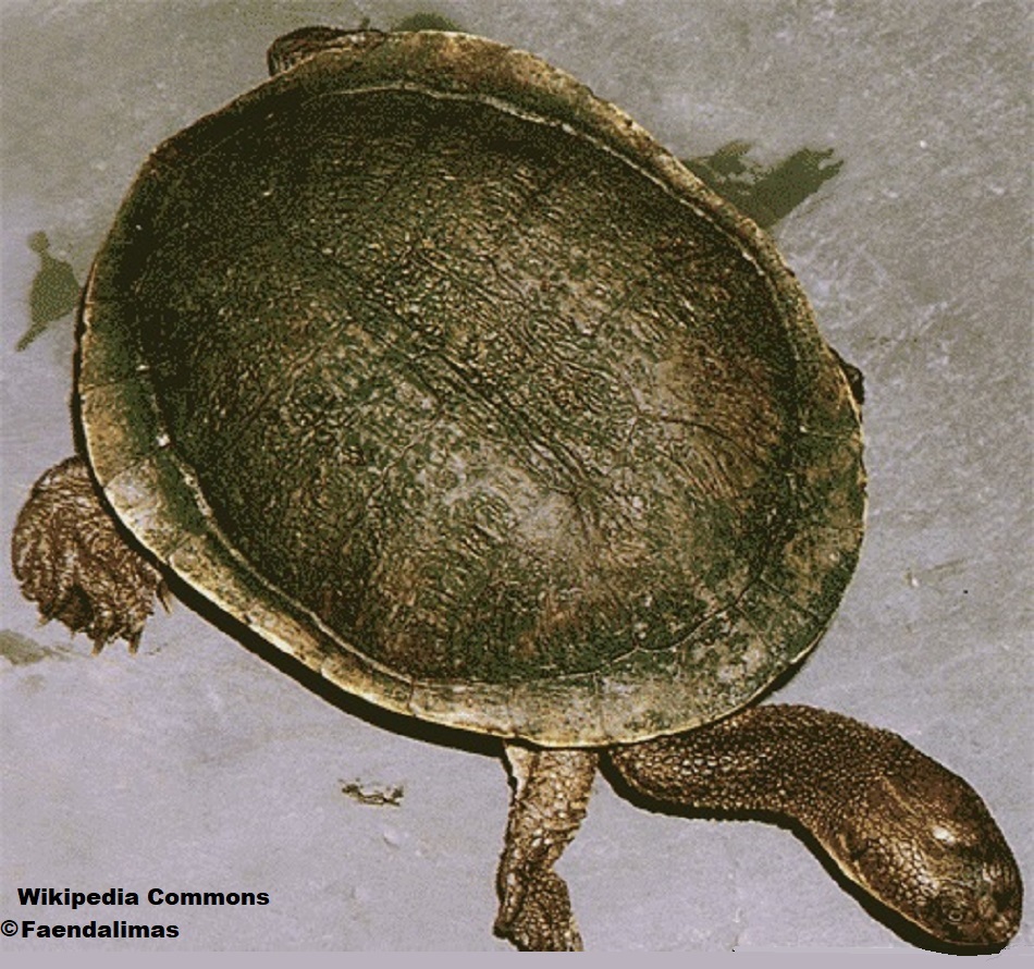 Cann's Snake-necked Turtle (Chelodina canni)