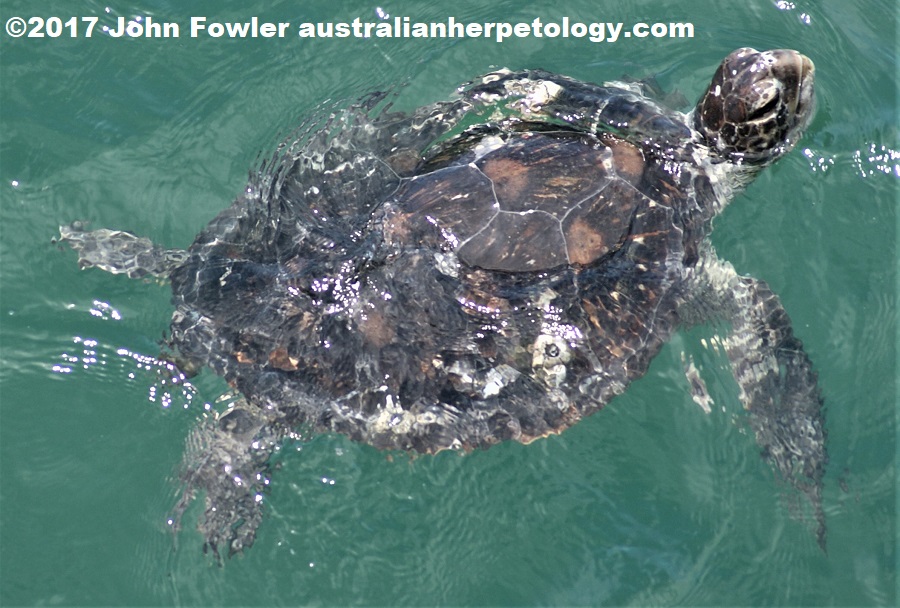 GREEN TURTLE Chelonia mydas THE REPTILES OF AUSTRALIA