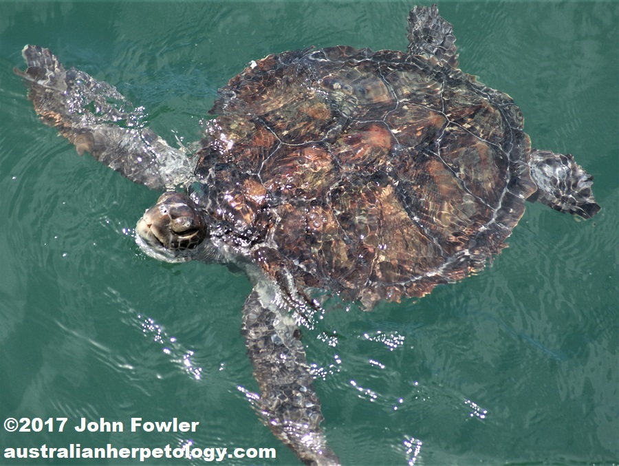 GREEN TURTLE Chelonia mydas THE REPTILES OF AUSTRALIA