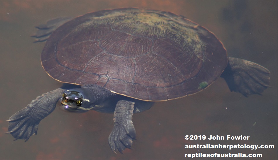An adult Brisbane Short-necked Turtle (Emydura macquarii macquarii) photographed at Nudgee Waterhole, Qld - note that this one has a marking behind its eye.