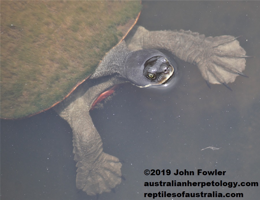An adult Brisbane River Turtle (Emydura macquarii macquarii) photographed at Nudgee Waterhole, Qld - Note the stripe behind the mouth