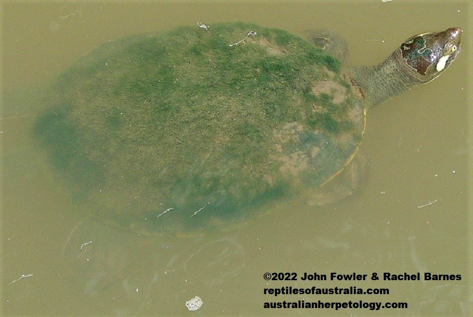 Krefft's Turtle, Emydura macquarii krefftii