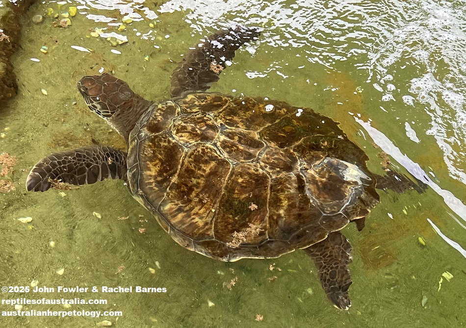 Pacific Green Turtle (Chelonia mydas japonica) photographed at Irukandji Shark & Ray Encounters, Newcastle, NSW