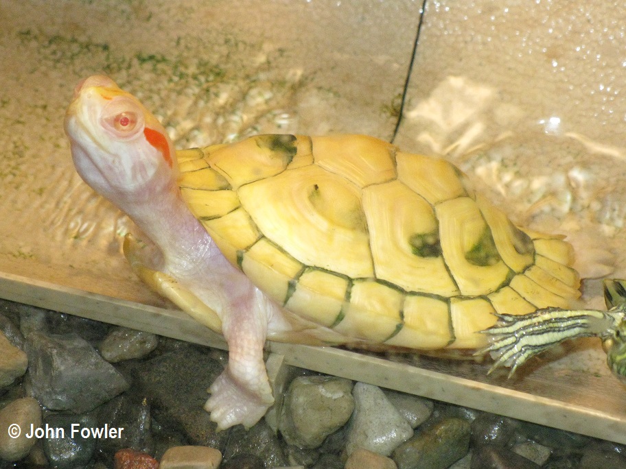Red-eared slider Trachemys scripta elegans Terrapin albino