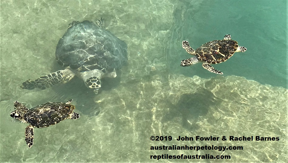 Hawksbill Turtle Eretmochelys imbricata bissa