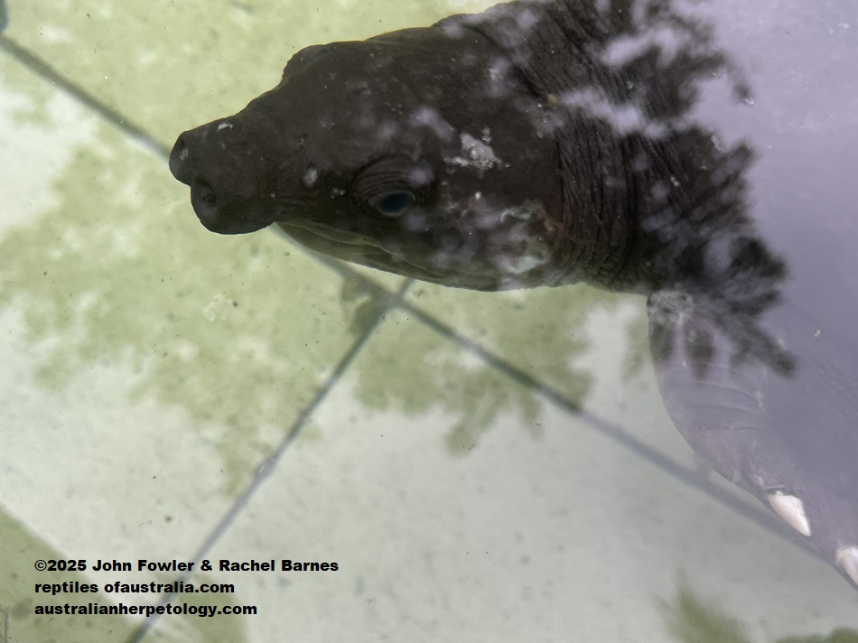 A dark Pig-nosed Turtle (Carettochelys insculpta) photographed at the Penang Bird Park, Malaysia