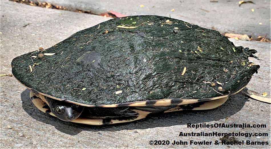 Eastern Long-necked Turtle Chelodina longicollis