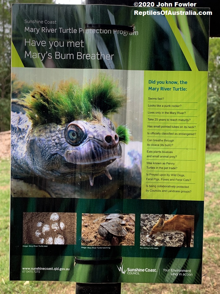 Mary River Turtle Elusor (=Elusior) macrurus (=macruros)Reptiles of Australia