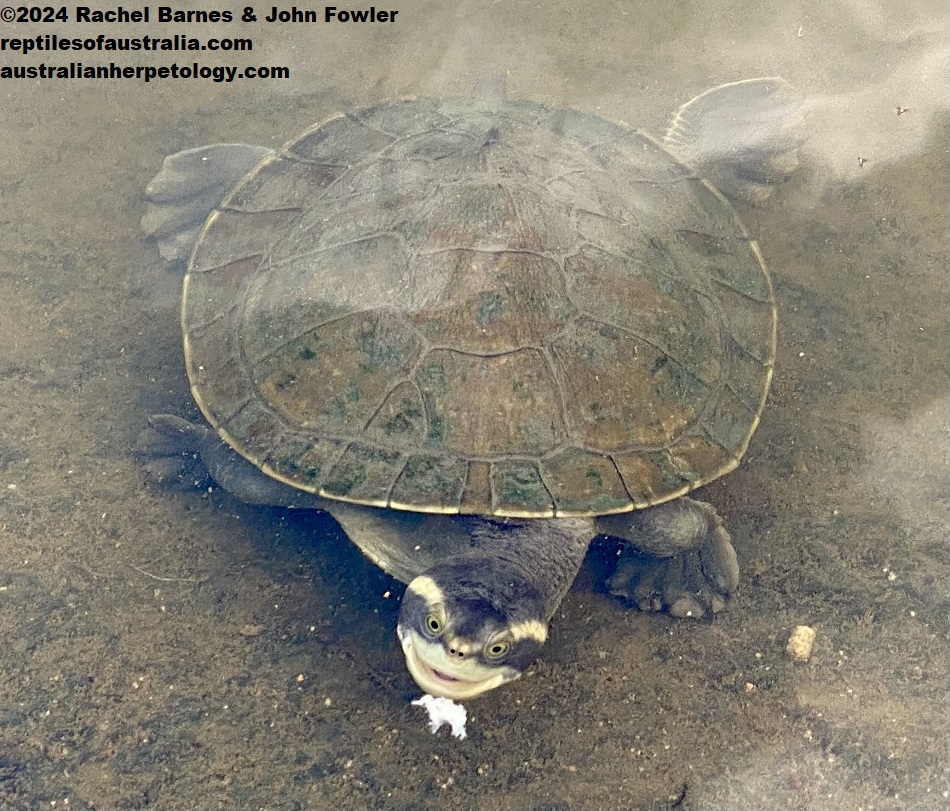 Krefft's Turtle (Emydura macquarii krefftii) photographed at Warrina Lakes, Innisfail, Qld