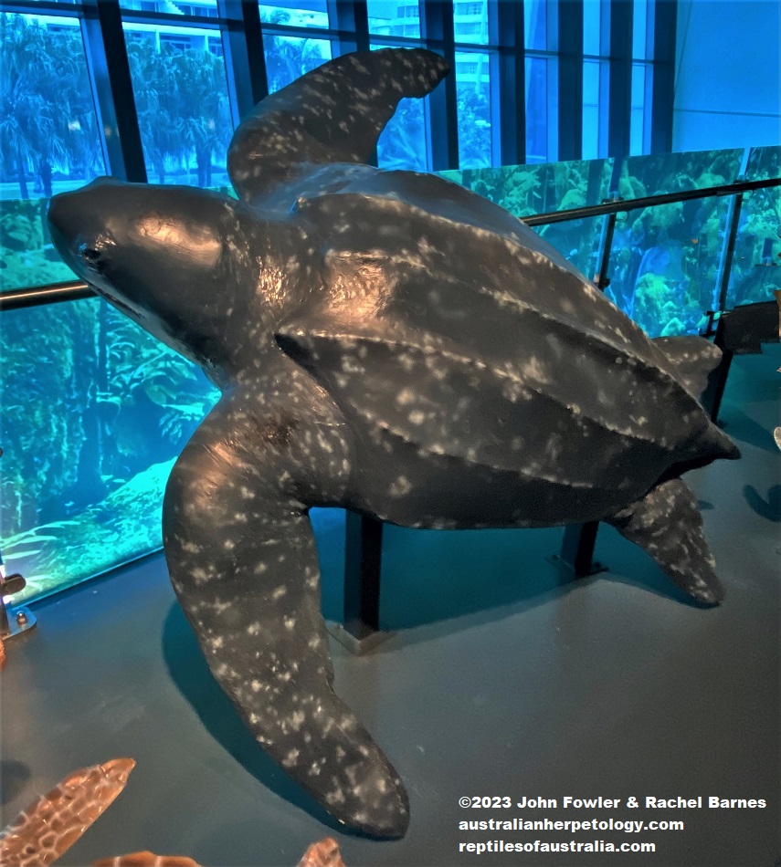Lifesize model of a Leatherback Turtle (Dermochelys coriacea) photographed at the Cairns Aquarium, Qld.