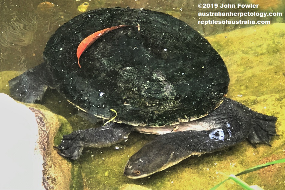 Broad-shelled turtle Chelodina expansa 