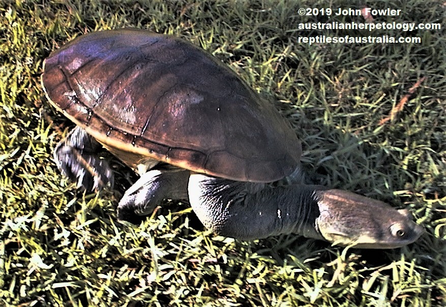 Northern long-necked Turtle Chelodina oblonga oblonga