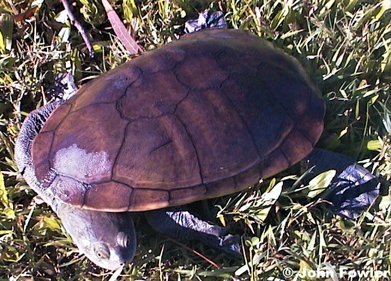 Northern long-necked Turtle Chelodina oblonga oblonga