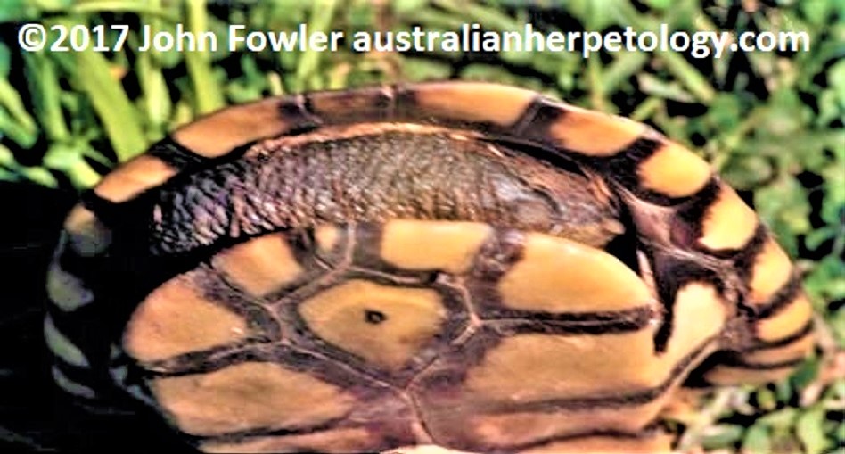 Eastern Long-necked Turtle Chelodina longicollis