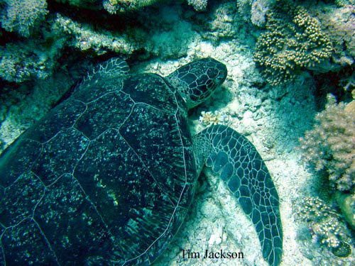 GREEN TURTLE Chelonia mydas THE REPTILES OF AUSTRALIA