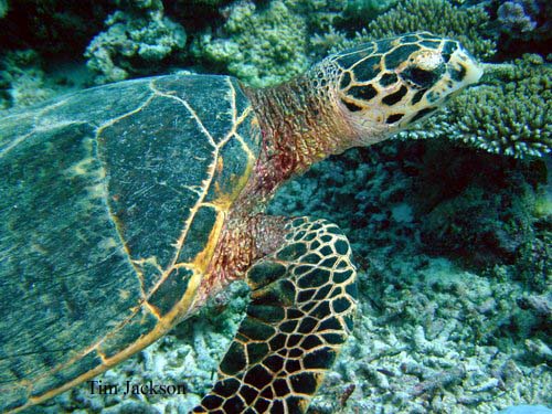 HAWKSBILL TURTLE Eretmochelys imbricata REPTILES OF AUSTRALIA