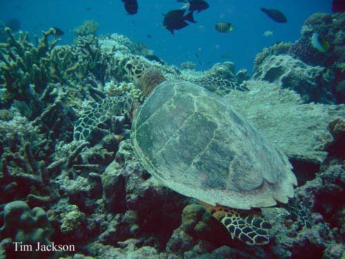 HAWKSBILL TURTLE Eretmochelys imbricata bissa REPTILES OF AUSTRALIA