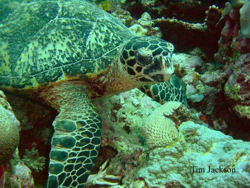 HAWKSBILL TURTLE Eretmochelys imbricata bissa REPTILES OF AUSTRALIA